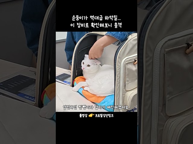 고양이 바이러스?🚨 우습게 보면 안 되는 이유 (feat. 젠바디)😳