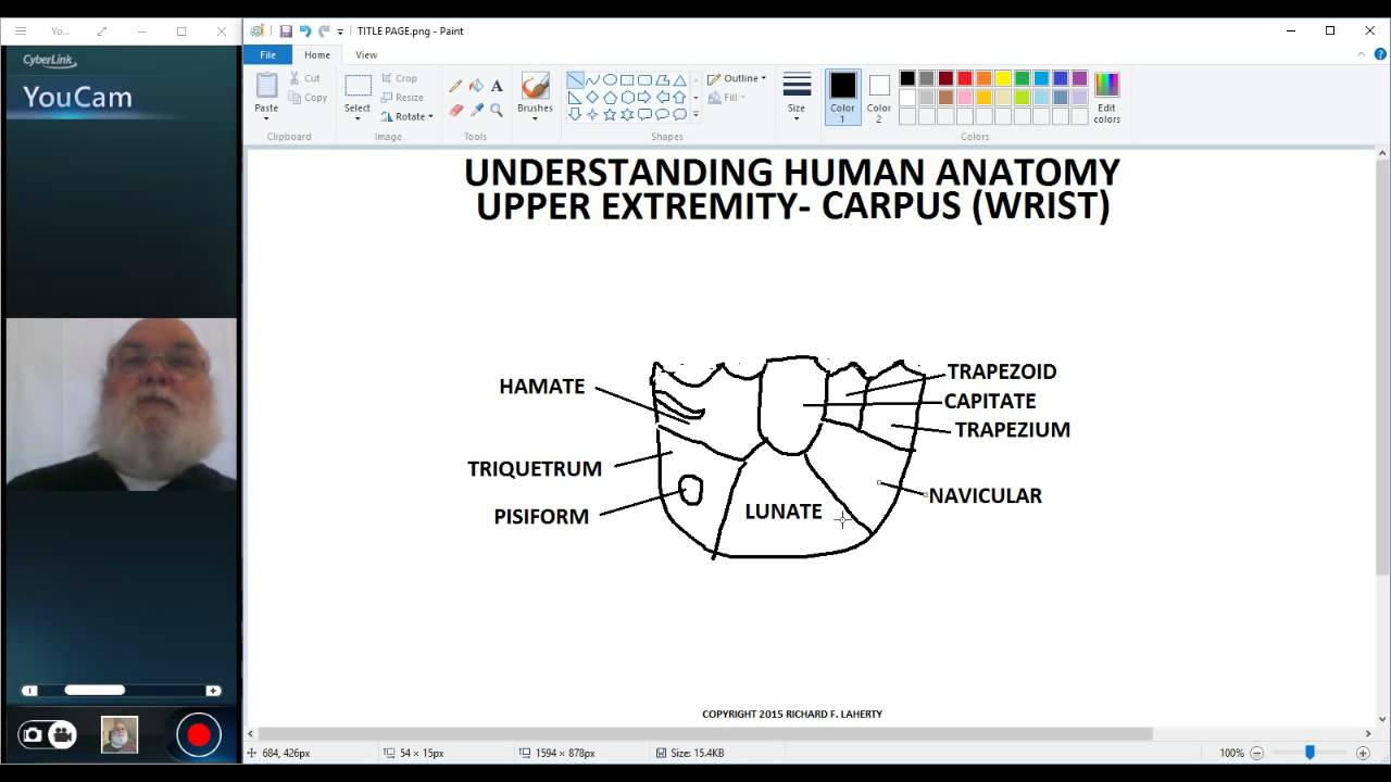 UNDERSTANDING HUMAN ANATOMY-UPPER EXTREMITY WRIST AND HAND SKELETON