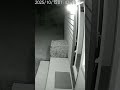 LEOPARD suddenly broke into a house, the brave CAT pulled an "ABSOLUTELY SHOCKING" move! 😱🤯