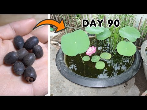 How to Grow Lotus From Seeds At Home