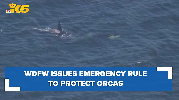 WDFW issues emergency rule for boaters to protect vulnerable Southern Resident killer whales