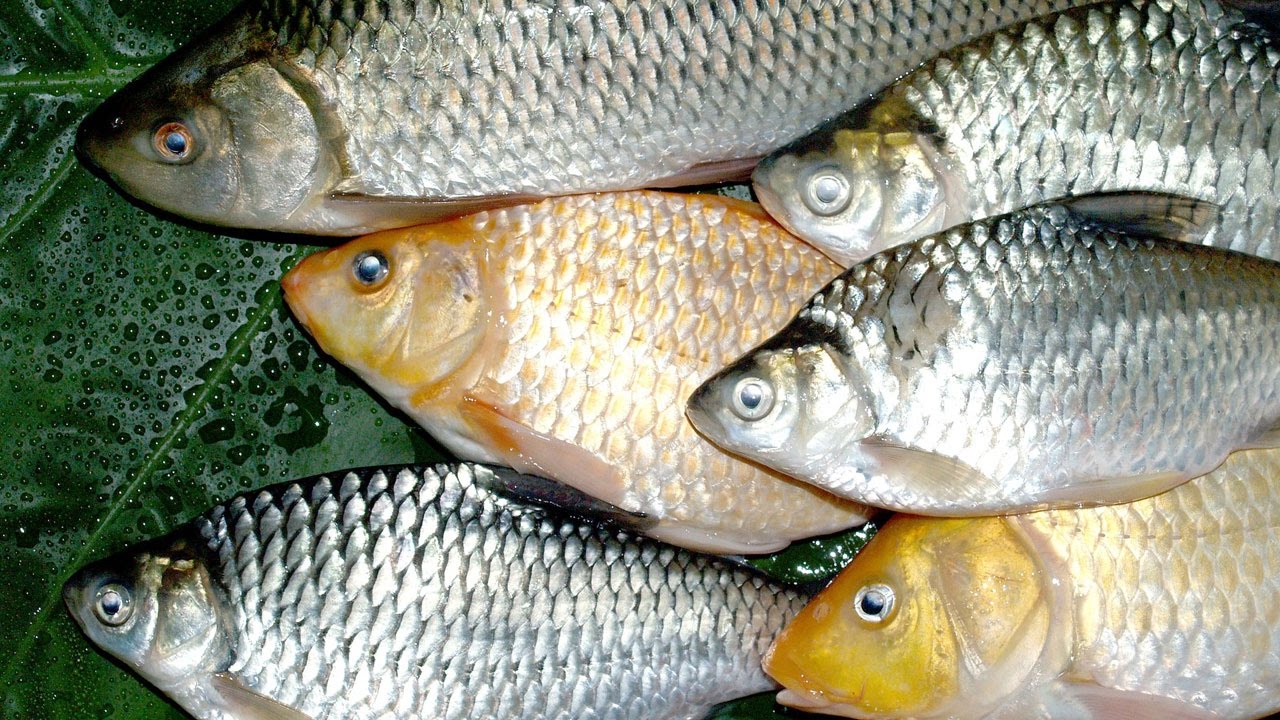 Become A Billionaire With Professional Fish Farming YouTube
