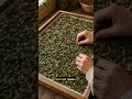 Кожистый брусничный лист: почему он ломается не как трава