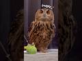 飼い主とオモチャで遊ぶフクロウ #フクロウ #かわいい #フクロウのいる生活 #owl