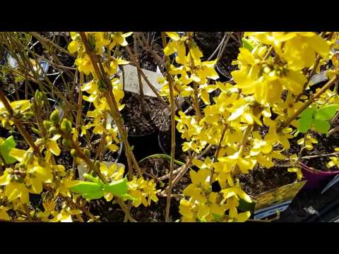 Video: Pflanzenpflege für Daphne - Wann und wie man Daphne-Pflanzen beschneidet