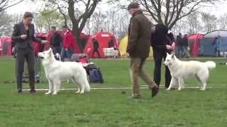20150425 DKK Int Dog Show White Swiss Shepherd