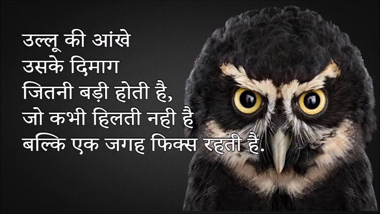 About Owl in Hindi 