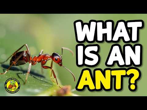 What Is an Ant? | Learn About Ants for Kids | Animals Made Easy