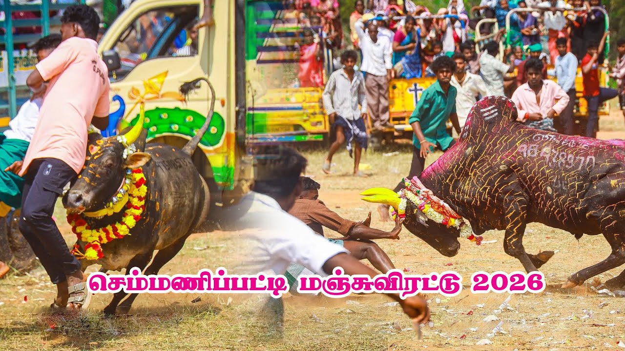 Semmanipatti Manjuvirattu 2026 செம்மணிப்பட்டி மஞ்சுவிரட்டு 2026