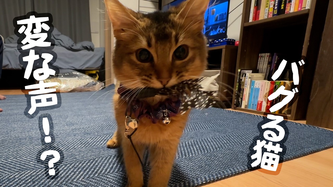 ソマリ猫、遊んでいたら変な声が出た！？【クラッキング】