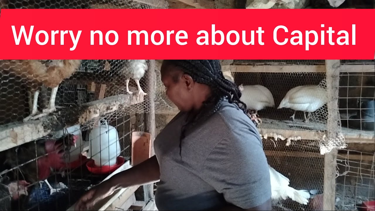 How to start a successful poultry farm business with little money - YouTube