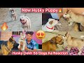 Husky puppy ki entry hui gharsb dogs ka reaction husky puppy dekh
