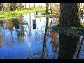 Garten unter Wasser, Schlingpflanze kippt Baum um, (Geißblatt) Hochwasser Teil 2, Naturgarten