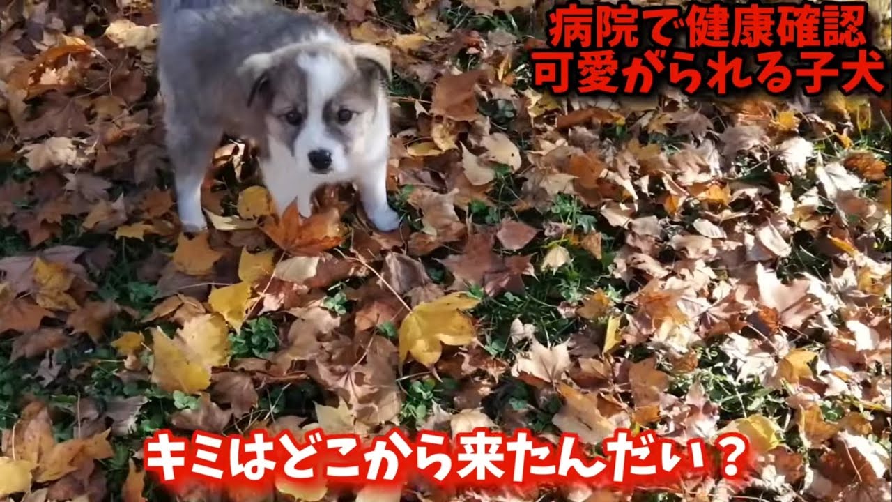Rescue Dog] The park was full of fallen maple leaves [Puppy going
