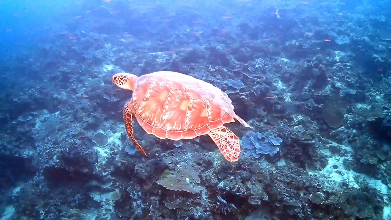 Turtle at Cebu from 10m to 20m YouTube