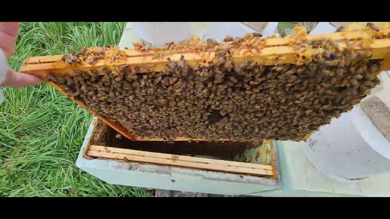 FORMEZ PRIMI ROI DIN 2021. Video cu detalii