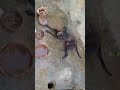 garmi Hai yah kam jarur karna #pawsn #pawsn #trending #pets #petshub #funny #petsunited #streetdog