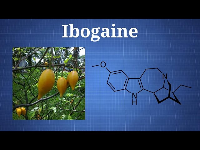 Ibogaine and Iboga: What You Need To Know