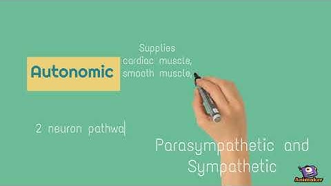 Efferent division of the PNS