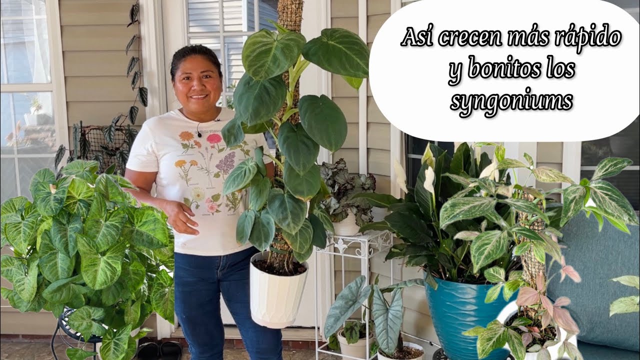 SYNGONIUMS ASÍ CRECEN MÁS RÁPIDO Y MUY BONITOS