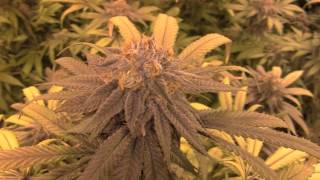 OMMPgrower Journal DAY 51