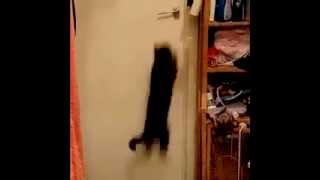ted4.mov