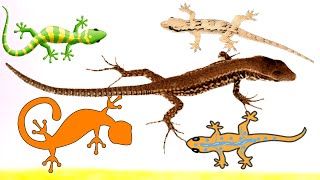 Download lagu gecko gecko on the wall | new version | children's Murottal
