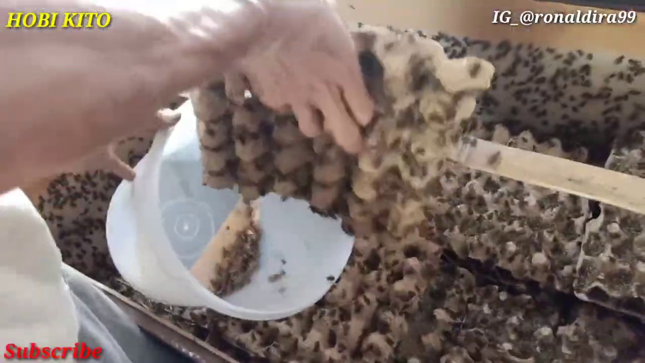 Cara memanen Jangkrik yang baik | panen jangkrik #panenjangkrik #