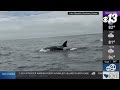 Orcas hunt dolphins