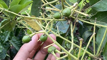 Bón phân cho cây bơ booth giai đoạn đang nuôi trái non.