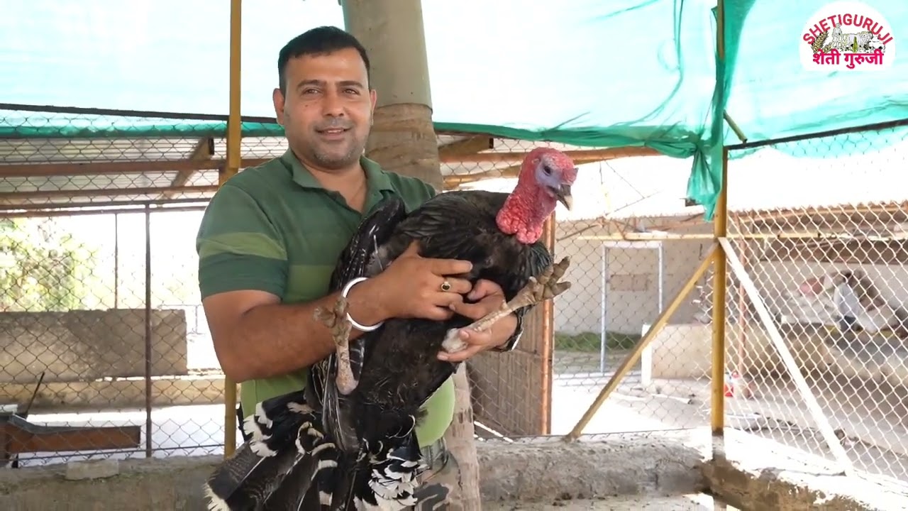 Turkey Bird: If you keep this Bird in your Farm, Snakes and Scorpions will not roam around the farm