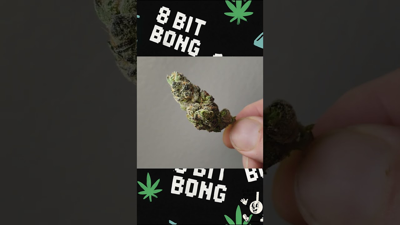 White Truffle Strain Review | Potent Indica with Funky Flavor. 