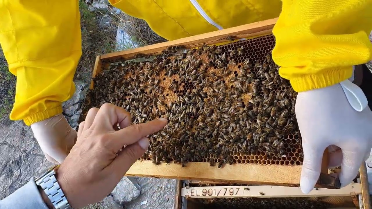7ο Σεμινάριο Μελισσοκομίας στην Αττική. 07/05/2022