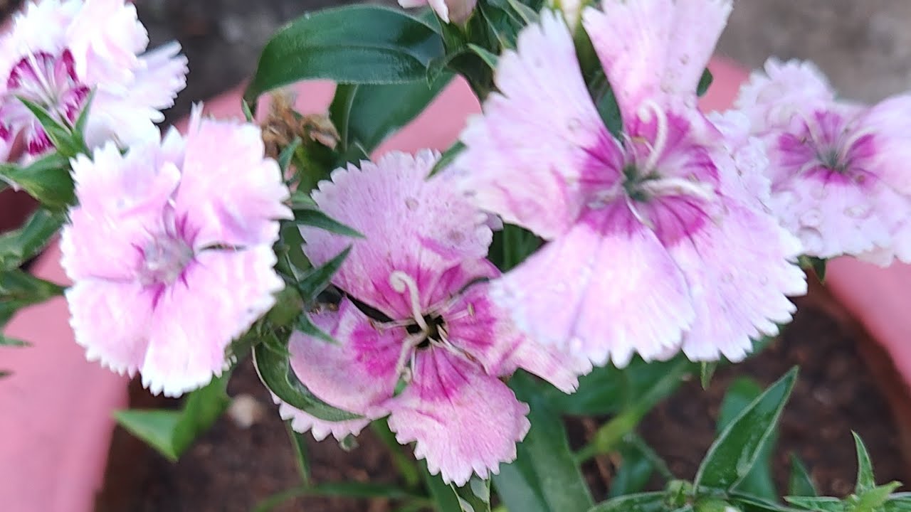 Happy Morning friends 🪻🌷#live#livestream