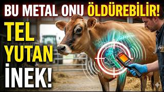İneklerde Tel Yutma Belirtileri ve Dedektörle Teşhis Videosu(her ineğin midesinde metal vardır)