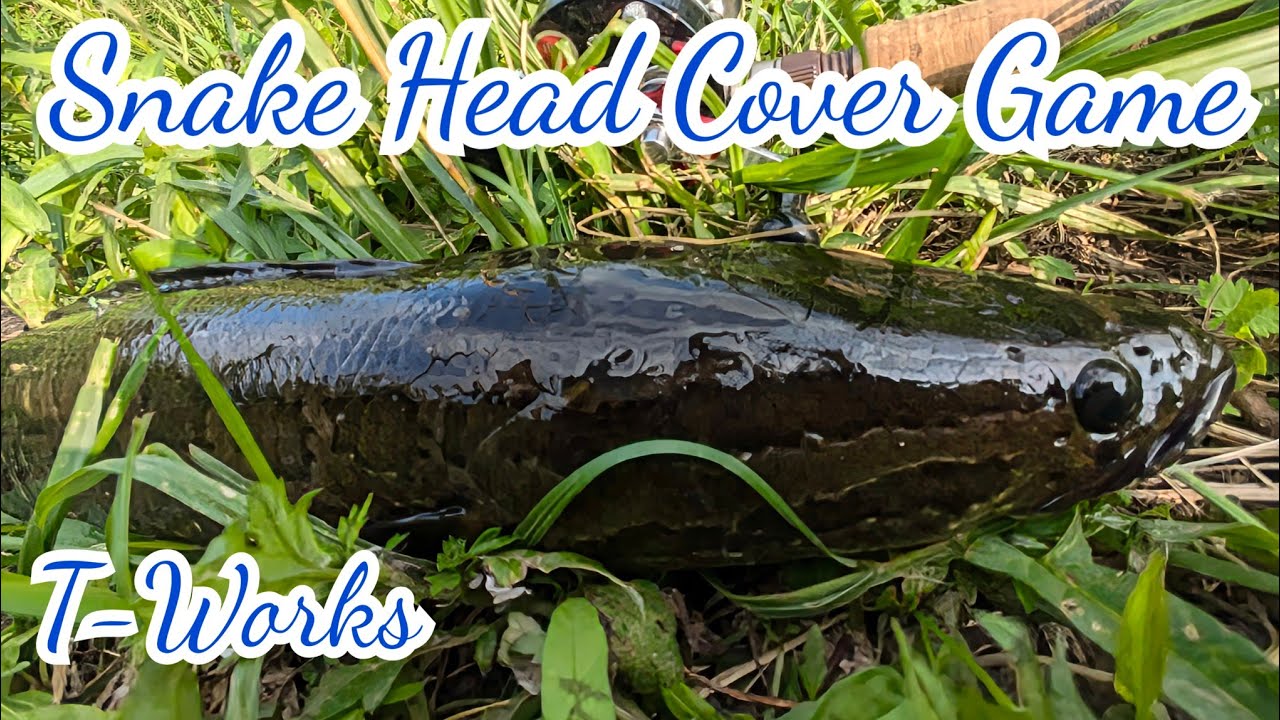 真夏の雷魚ゲーム！ Snakehead×Covergame 雷魚with Fenwick 