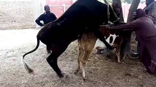 Cow Mating First Time Young Cow with Big Bull Meeting || acasalamento de vaca