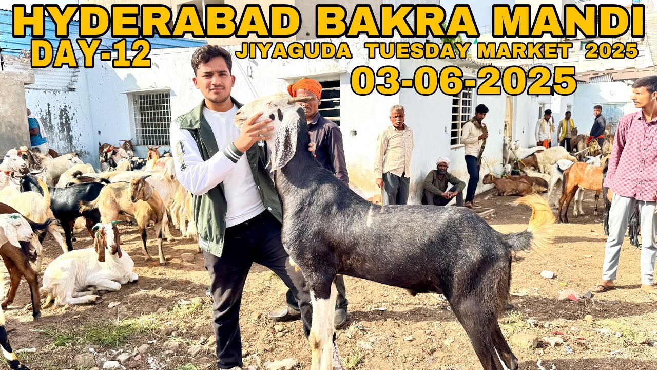 HYDERABAD BAKRA MANDI | JIYAGUDA  03-06-2025| DAY-12 | HYDERABAD JIYAGUDA BAKRA MANDI | goat market