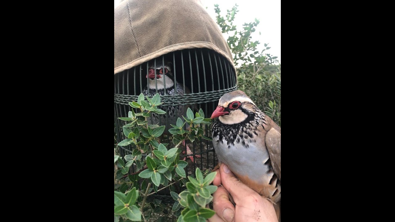 MAGRE . UN MACHO A LAZOS Y DOS INTENSOS MOMENTOS