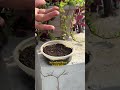 Growing summer plants from seeds #terracegarden #gardening