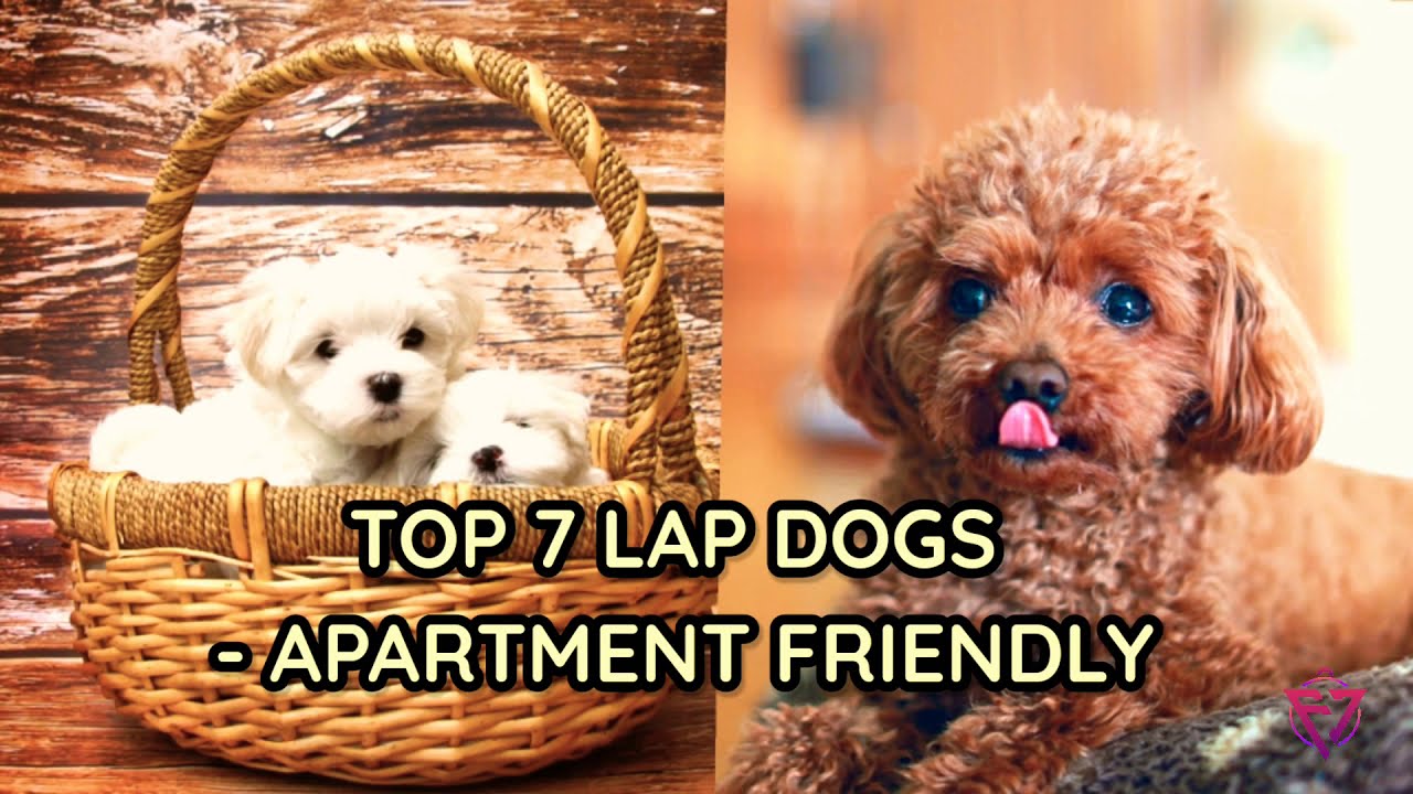 Top 7 Lap dogs apartment friendly 🐕 YouTube