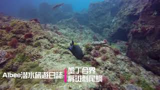 ║墾丁潛水║合界－肩斑刺尾鯛