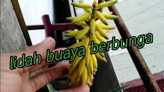 Ternyata lidah buaya ada bunganya loh||inilah 10 manfaat dari bunga lidah buaya