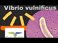 Vibrio Vulnificus: una bacteria come carne