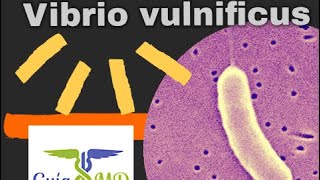 Vibrio Vulnificus: una bacteria come carne