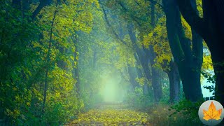 213|#snvmusic|nature|nature sounds|relax|beautiful nature|relax music