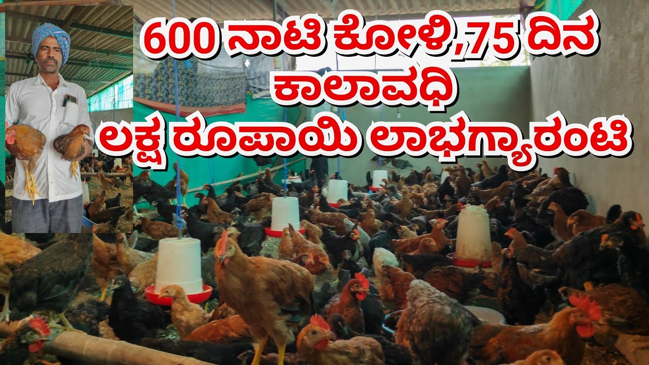 ನಾಟಿ ಕೋಳಿ ಸಾಕಾಣಿಕೆ||ಬಂಡವಾಳ ಕಡಿಮೆ, ರೋಗ ರುಜಿನಗಳಿಂದ ದೂರ & ಅಧಿಕ ಲಾಭ 