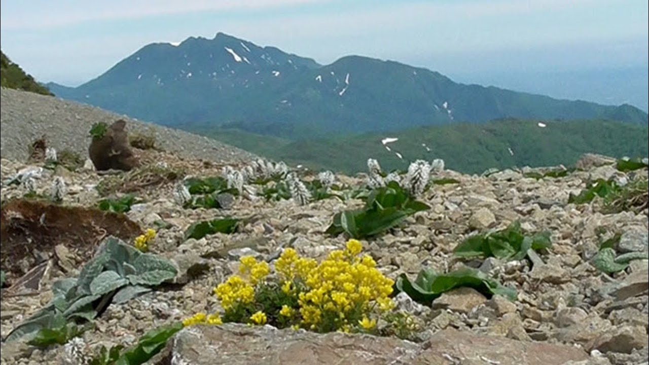 山野草　北岳固有種　北岳草　6号鉢B火山礫植え 天空の花園、夕張岳 色づく高山植物 固有種競演 - YouTube