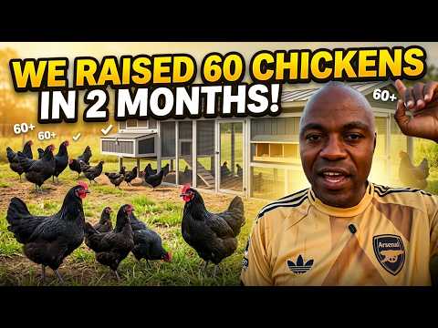 GOKWE DIARY |We raised 60 Road Runner chickens in 2 months