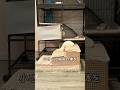 猫のせいで過小評価されている動物